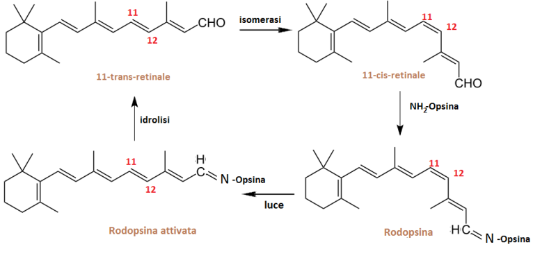 Oční optika Stříbro - Bc. Eva Kačerová